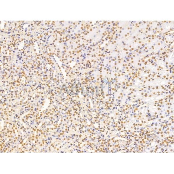 PHAP1 Antibody - DF13532 at 1/100 staining Rat kidney tissue by IHC-P.