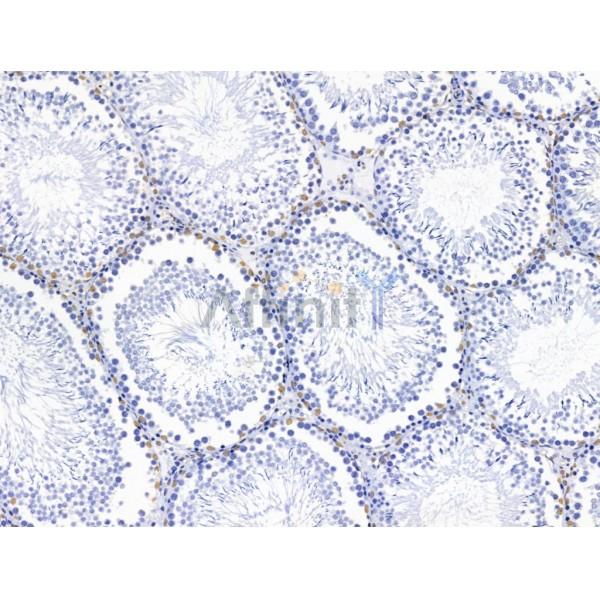 PHAP1 Antibody - DF13532 at 1/100 staining Rat testis tissue by IHC-P.