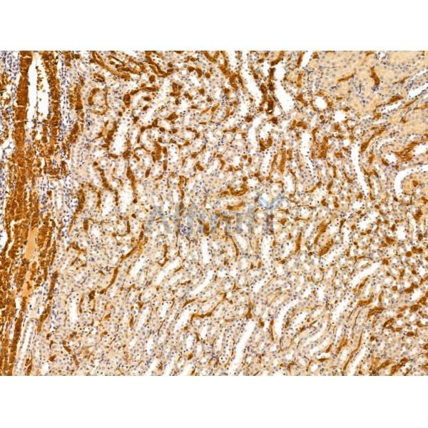 ACTR1A Antibody - DF13535 at 1/100 staining Rat kidney tissue by IHC-P.