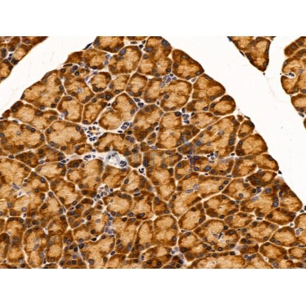 SMARCA1 Antibody - DF13543 at 1/100 staining Rat stomach tissue by IHC-P.