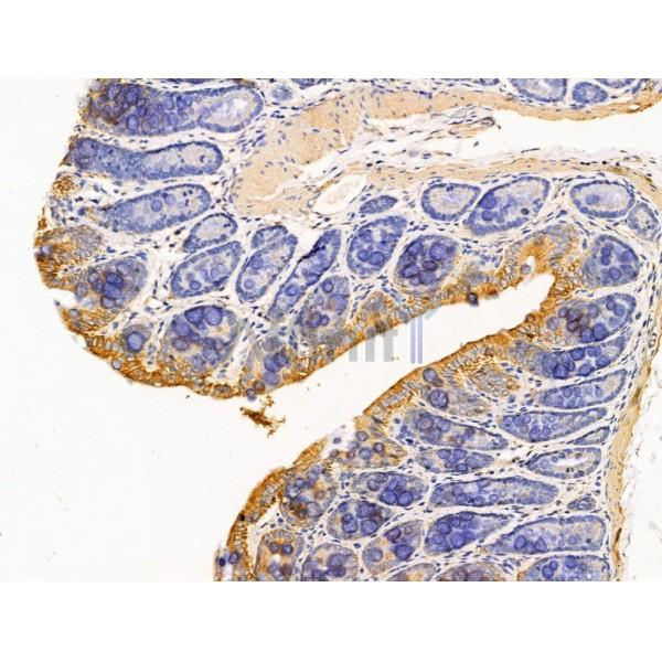 MAPRE1 Antibody - DF13549 at 1/100 staining Rat colorectal tissue by IHC-P.