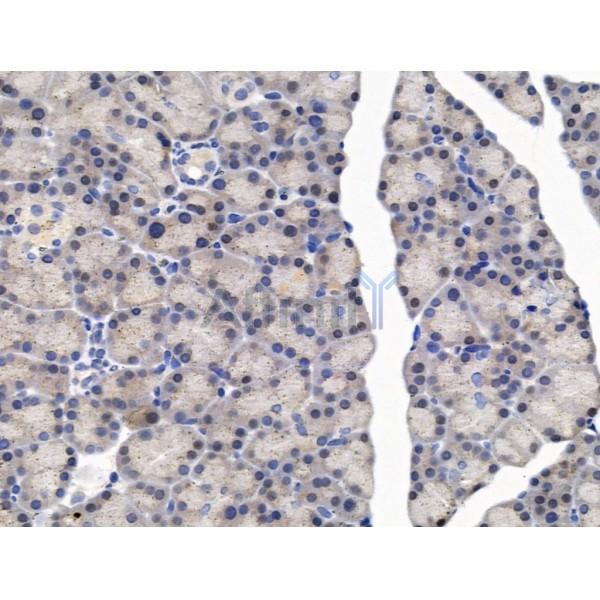 KMT2A / MLL Antibody - DF13551 at 1/100 staining Rat stomach tissue by IHC-P.