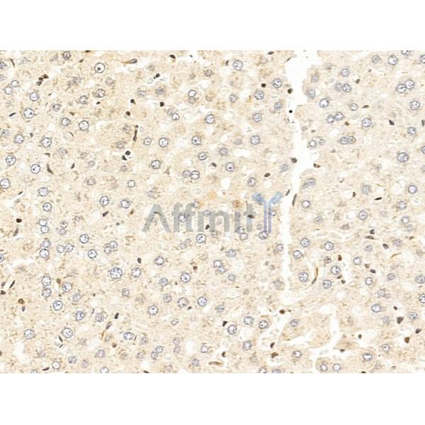 C9orf142 Antibody - DF13585 at 1/100 staining Rat liver tissue by IHC-P.