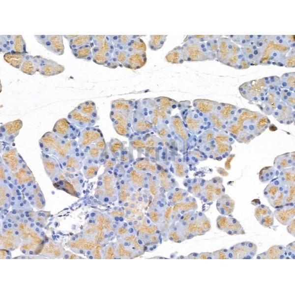 beta II Tubulin Antibody - DF13588 at 1/100 staining Rat pancreatic tissue by IHC-P.