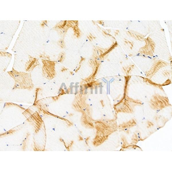 beta II Tubulin Antibody - DF13588 at 1/100 staining Rat muscle tissue by IHC-P.