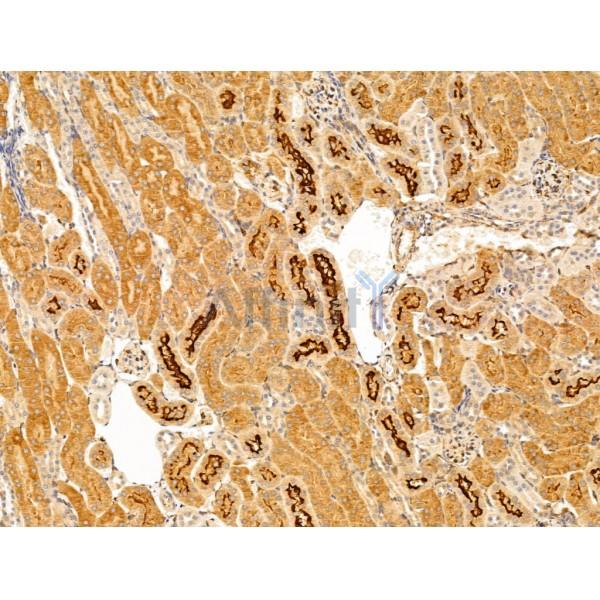 Sulfatase 1 Antibody - DF13592 at 1/100 staining Mouse kidney tissue by IHC-P.