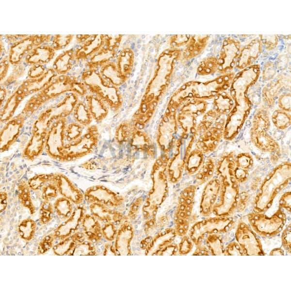 Sulfatase 1 Antibody - DF13592 at 1/100 staining Rat kidney tissue by IHC-P.