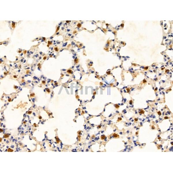Hemoglobin subunit beta Antibody - DF13595 at 1/100 staining Mouse lung tissue by IHC-P.