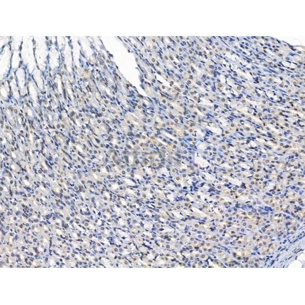 ADCY10 Antibody - DF13600 at 1/100 staining Rat stomach tissue by IHC-P.