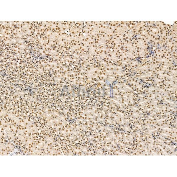 ADCY10 Antibody - DF13600 at 1/100 staining Mouse kidney tissue by IHC-P.
