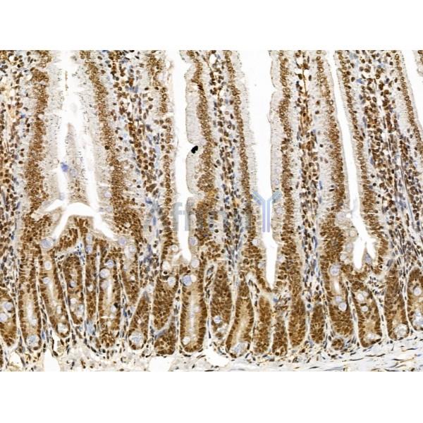 KLF2 Antibody - DF13602 at 1/100 staining Mouse colorectal tissue by IHC-P.