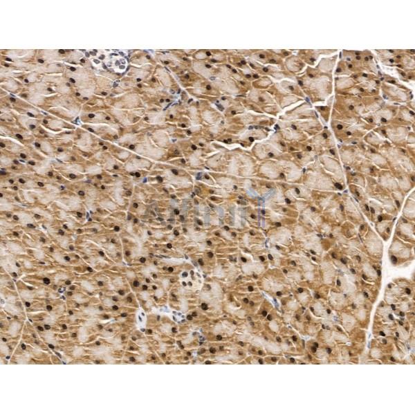 KLF2 Antibody - DF13602 at 1/100 staining Mouse pancreatic tissue by IHC-P.