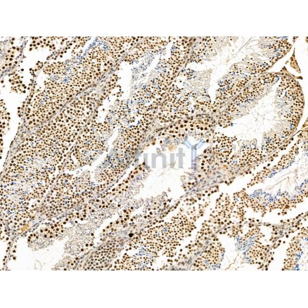 KLF2 Antibody - DF13602 at 1/100 staining Mouse testis tissue by IHC-P.