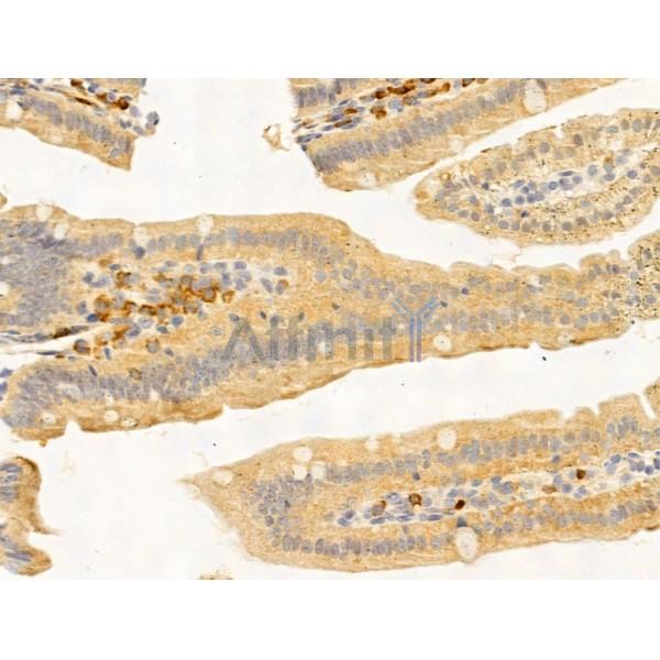 PRMT3 Antibody - DF13606 at 1/100 staining Mouse stomach tissue by IHC-P.
