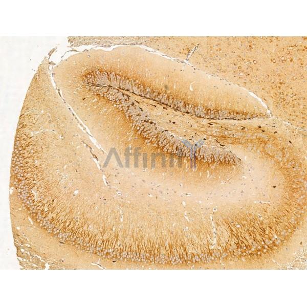 PRMT3 Antibody - DF13606 at 1/100 staining Mouse brain tissue by IHC-P.