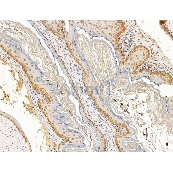 Nesprin 1 Antibody - DF13608 at 1/100 staining Mouse stomach tissue by IHC-P.