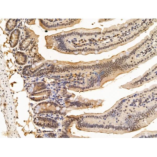 Nesprin 1 Antibody - DF13608 at 1/100 staining Mouse colorectal tissue by IHC-P.