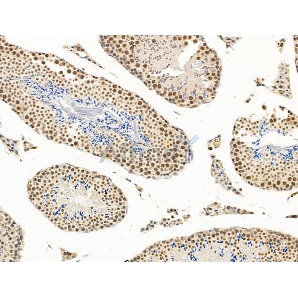 Nesprin 1 Antibody - DF13608 at 1/100 staining Mouse testis tissue by IHC-P.