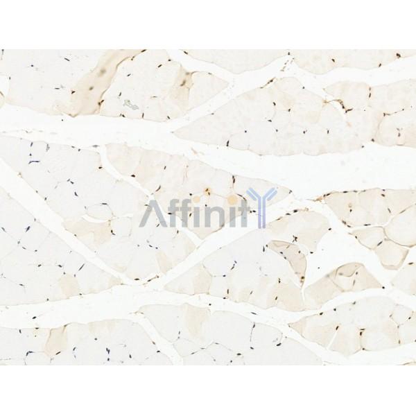 Nesprin 1 Antibody - DF13608 at 1/100 staining Mouse muscle tissue by IHC-P.