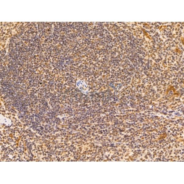 Amino-terminal enhancer of split Antibody - DF13613 at 1/100 staining Mouse spleen tissue by IHC-P.