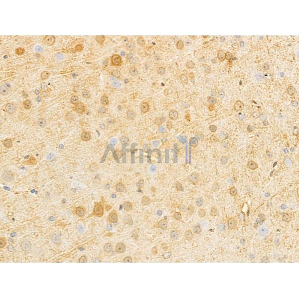 Neurogranin Antibody - DF13620 at 1/100 staining Rat brain tissue by IHC-P.