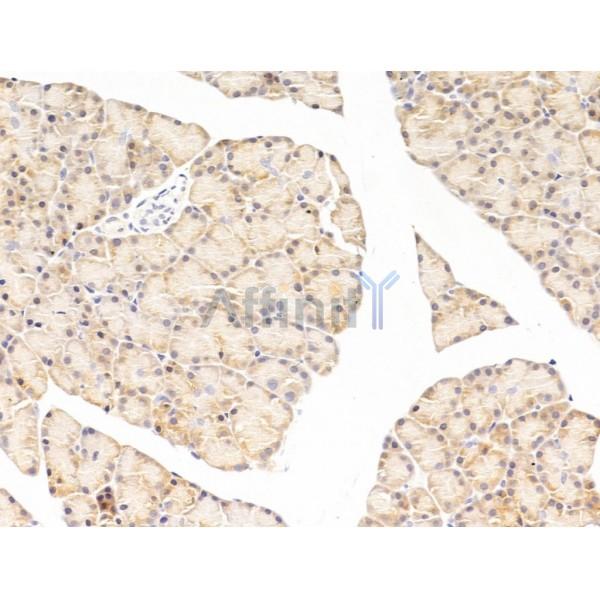 AIMP3/p18 Antibody - DF13629 at 1/100 staining Rat stomach tissue by IHC-P.