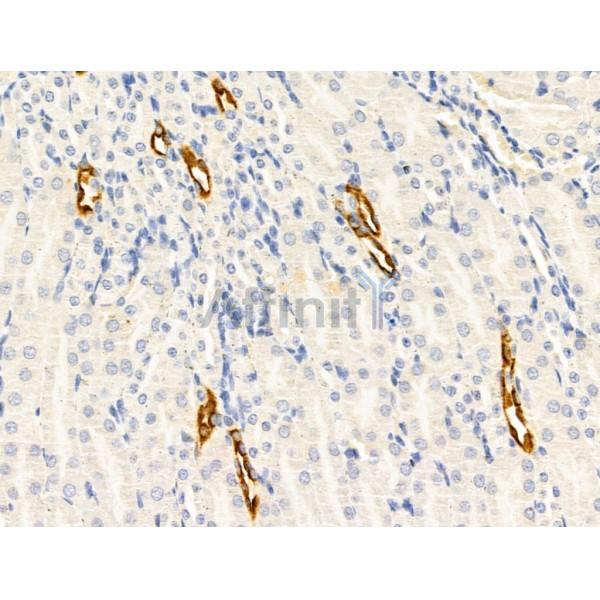 CTRP3 Antibody - DF13632 at 1/100 staining Mouse kidney tissue by IHC-P.