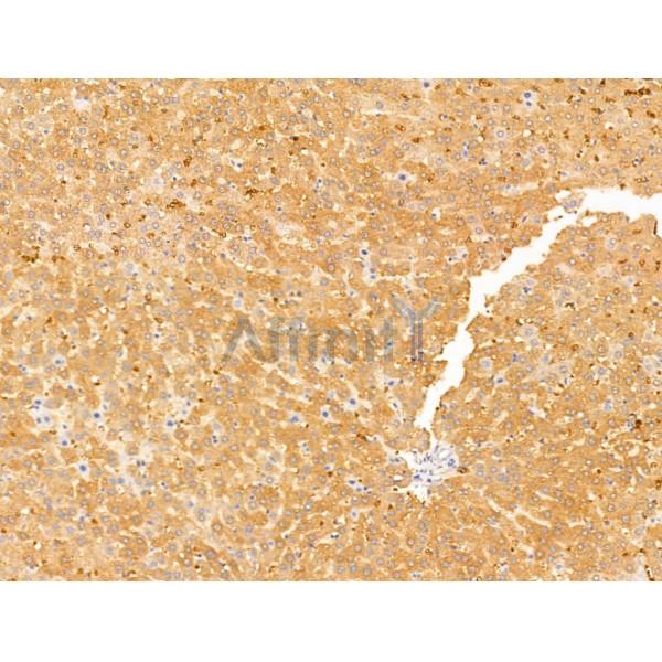Connexin 40 / GJA5 Antibody - DF13633 at 1/100 staining Rat liver tissue by IHC-P.