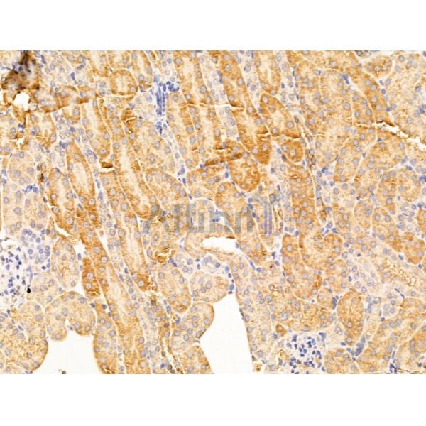 Connexin 40 / GJA5 Antibody - DF13633 at 1/100 staining Mouse kidney tissue by IHC-P.