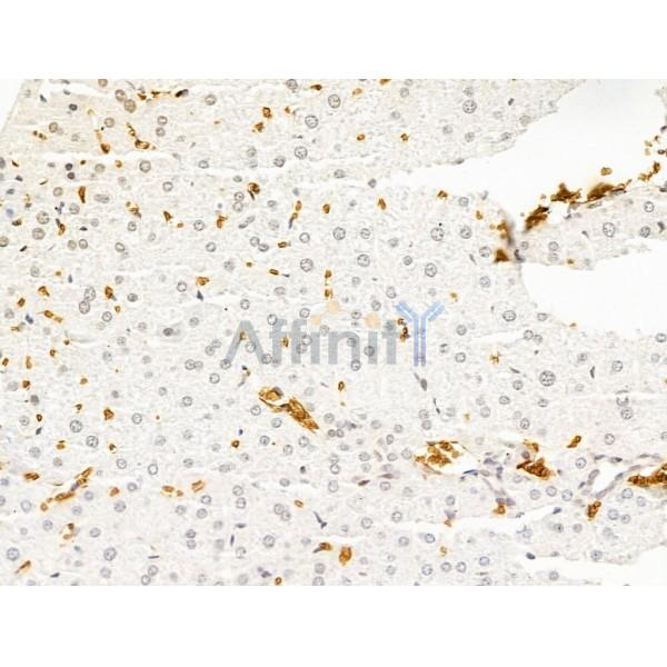 Hhip Antibody - DF13634 at 1/100 staining Mouse liver tissue by IHC-P.