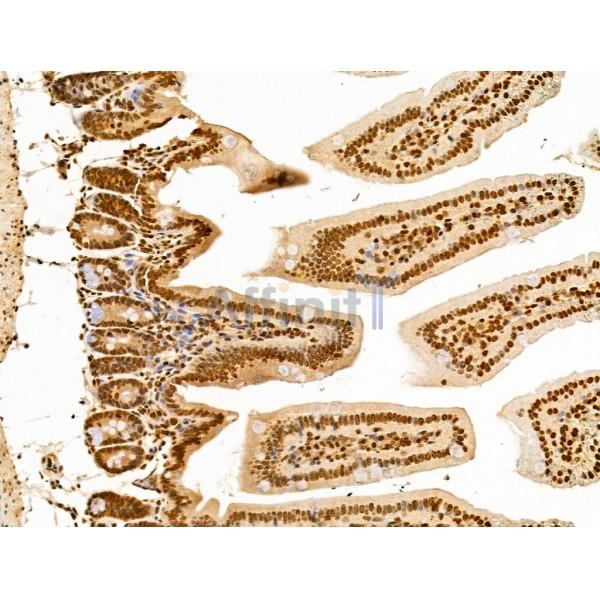 TIM 4 Antibody - DF13636 at 1/100 staining Mouse colorectal tissue by IHC-P.