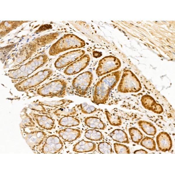 TIM 4 Antibody - DF13636 at 1/100 staining Rat colorectal tissue by IHC-P.