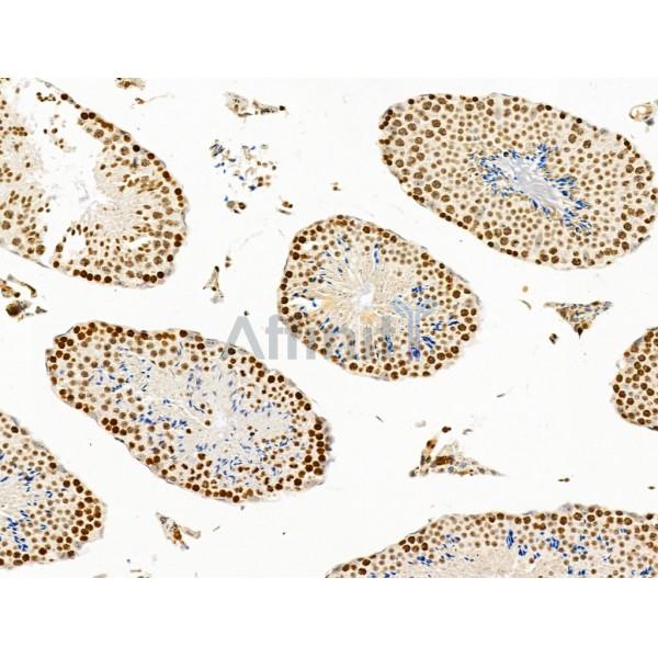 TIM 4 Antibody - DF13636 at 1/100 staining Mouse testis tissue by IHC-P.