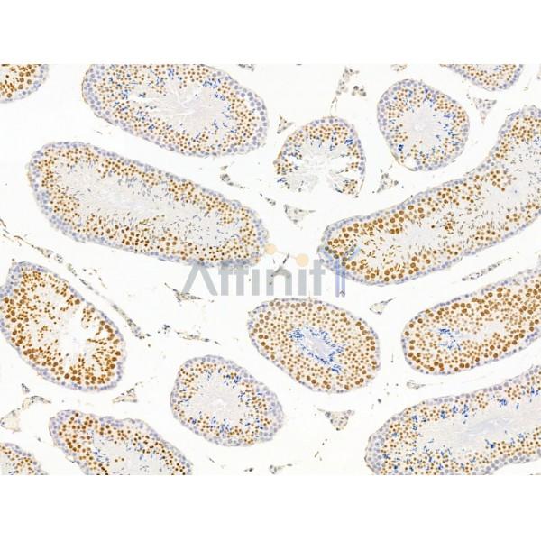 ILF1 Antibody - DF13638 at 1/100 staining Mouse testis tissue by IHC-P.