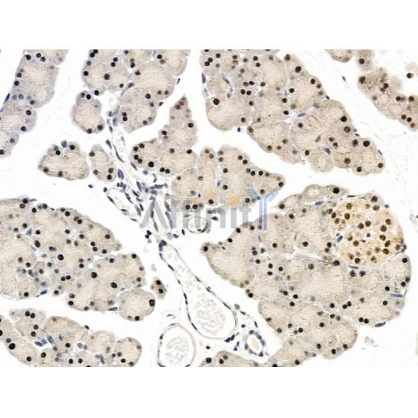 L3MBTL1 Antibody - DF13640 at 1/100 staining Rat pancreatic tissue by IHC-P.