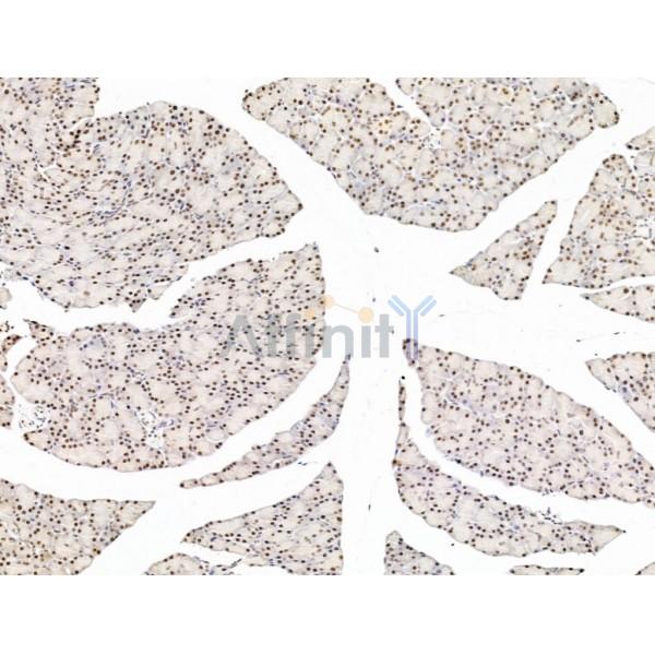L3MBTL1 Antibody - DF13640 at 1/100 staining Rat stomach tissue by IHC-P.