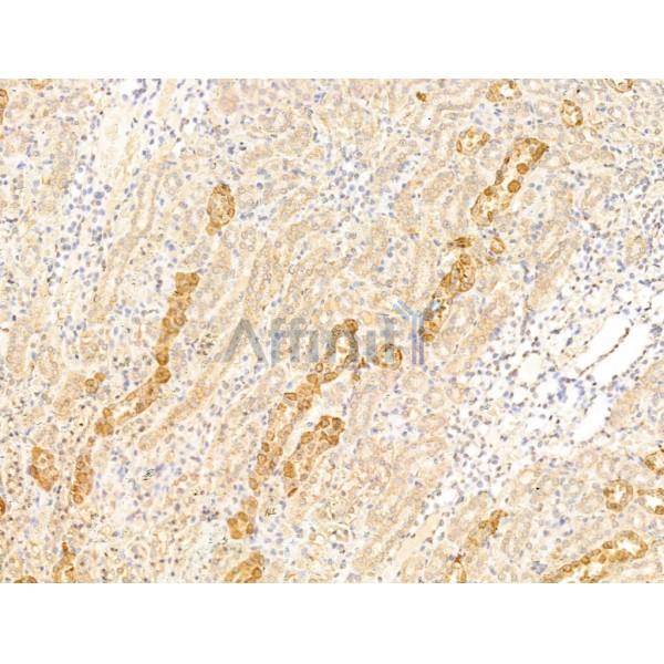 Asporin Antibody - DF13642 at 1/100 staining Rat kidney tissue by IHC-P.