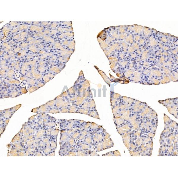 Asporin Antibody - DF13642 at 1/100 staining Rat stomach tissue by IHC-P.