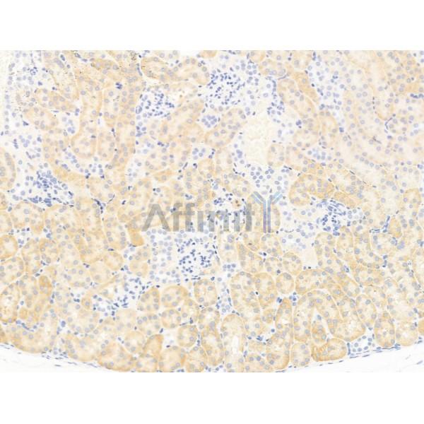 Mov10 Antibody - DF13651 at 1/100 staining Mouse kidney tissue by IHC-P.
