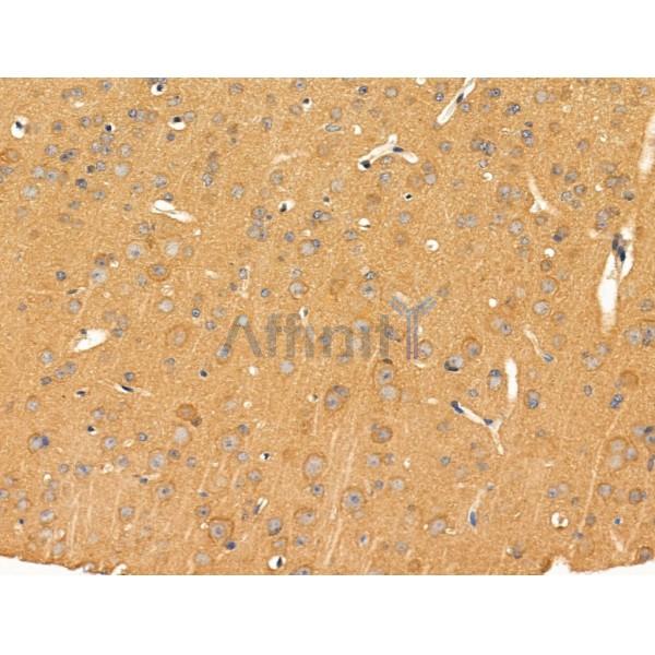 PRRG4 Antibody - DF13694 at 1/100 staining Mouse brain tissue by IHC-P.