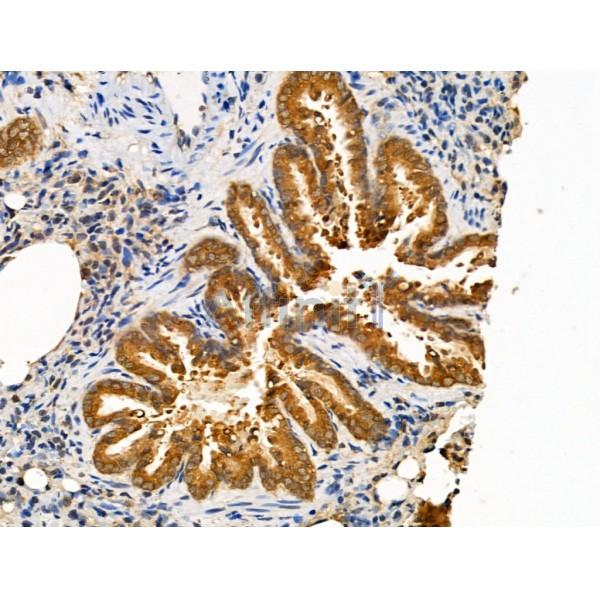 PRRG4 Antibody - DF13694 at 1/100 staining Rat lung tissue by IHC-P.