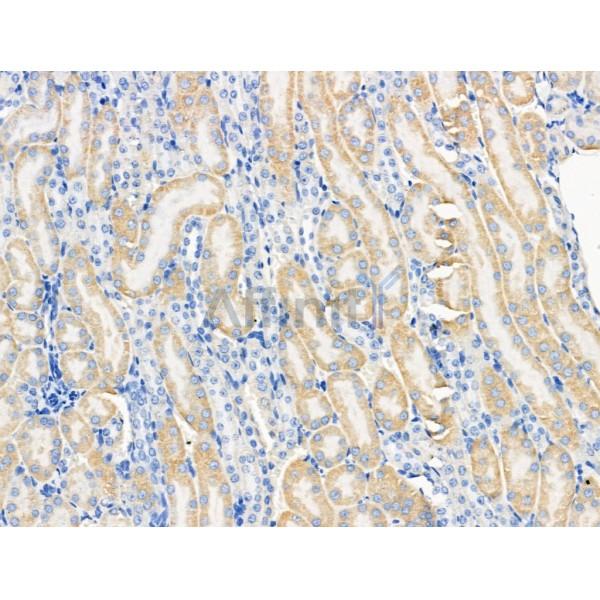 PRRG4 Antibody - DF13694 at 1/100 staining Mouse kidney tissue by IHC-P.