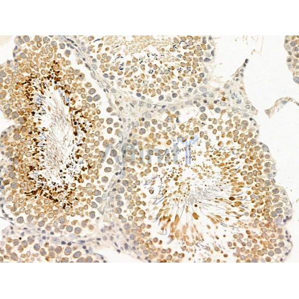 CCDC34 Antibody - DF13697 at 1/100 staining Rat testis tissue by IHC-P.