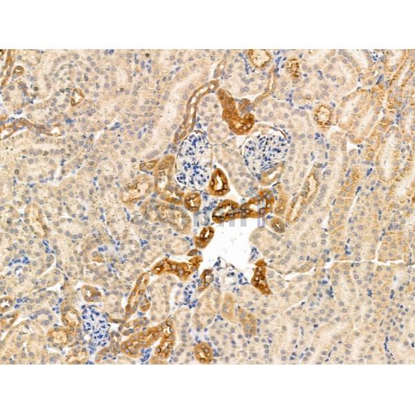 Kappa light chain Antibody - DF13703 at 1/100 staining Mouse kidney tissue by IHC-P.
