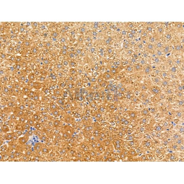 SPRED2 Antibody - DF13707 at 1/100 staining Mouse liver tissue by IHC-P.
