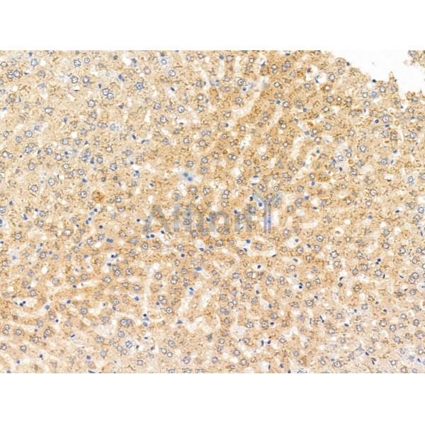 SPRED2 Antibody - DF13707 at 1/100 staining Rat liver tissue by IHC-P.
