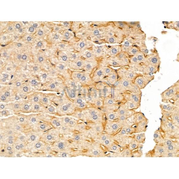DERL2 Antibody - DF13711 at 1/100 staining Mouse liver tissue by IHC-P.