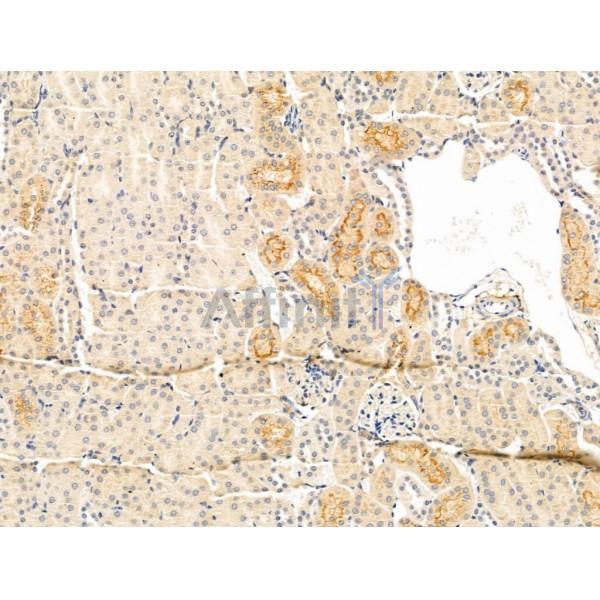DERL2 Antibody - DF13711 at 1/100 staining Mouse kidney tissue by IHC-P.