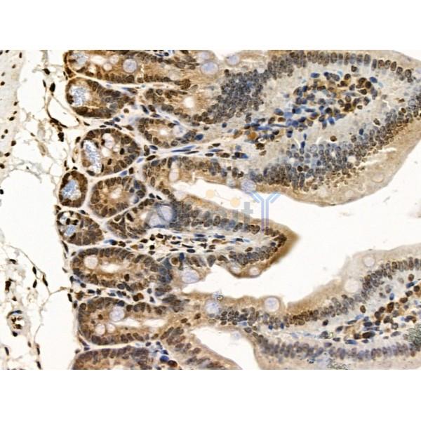 UXT Antibody - DF13721 at 1/100 staining Mouse colorectal tissue by IHC-P.