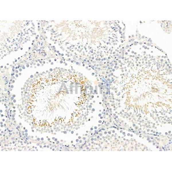BAGE2 Antibody - DF13724 at 1/100 staining Rat testis tissue by IHC-P.